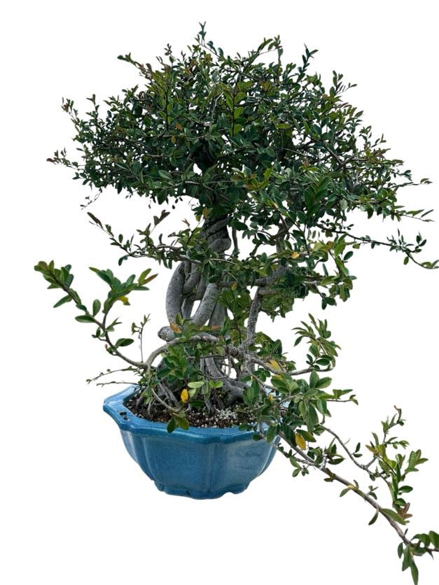 Chinese Elm (Specimen) - Specimen Bonsai