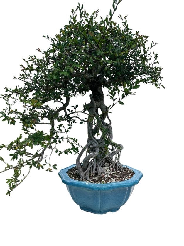 Chinese Elm (Specimen) - Specimen Bonsai