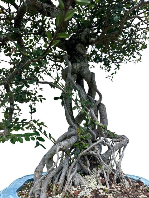 Chinese Elm (Specimen) - Specimen Bonsai