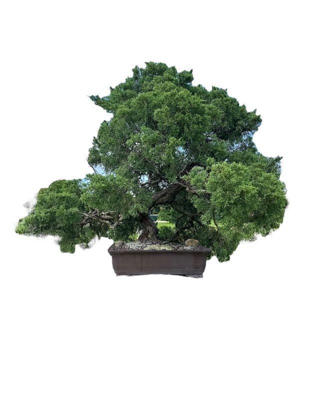 Parsons Juniper (Specimen) - Specimen Bonsai
