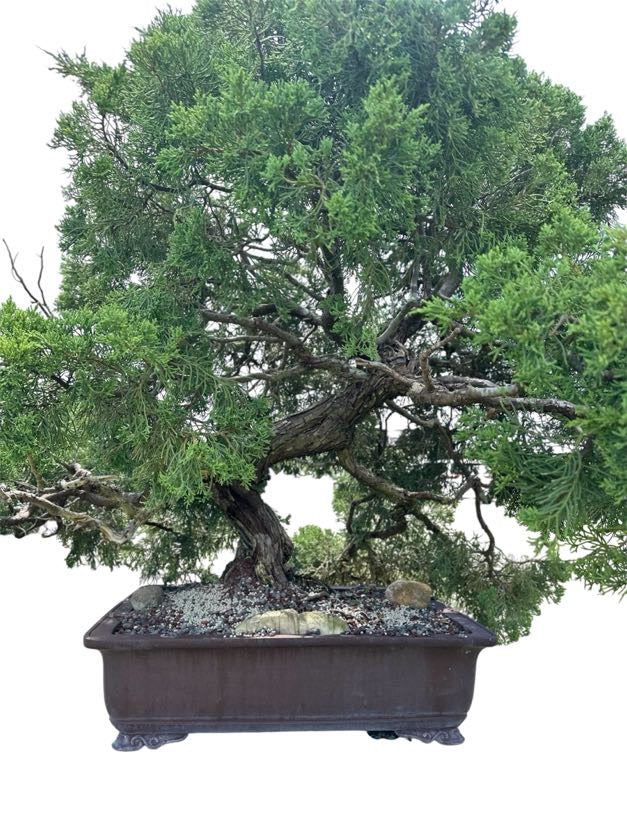Parsons Juniper (Specimen) - Specimen Bonsai