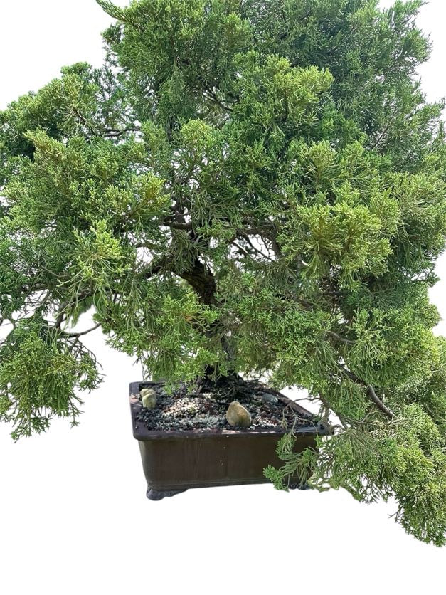 Parsons Juniper (Specimen) - Specimen Bonsai