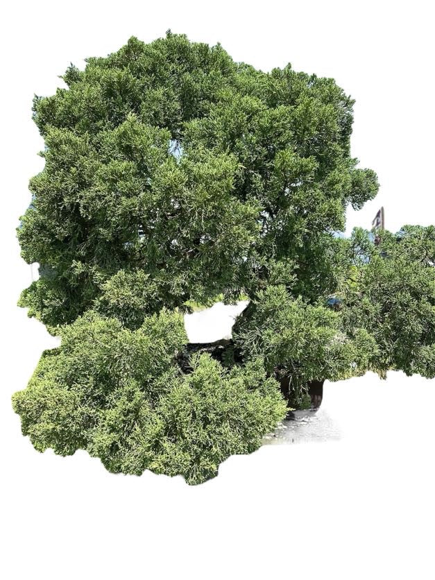Parsons Juniper (Specimen) - Specimen Bonsai