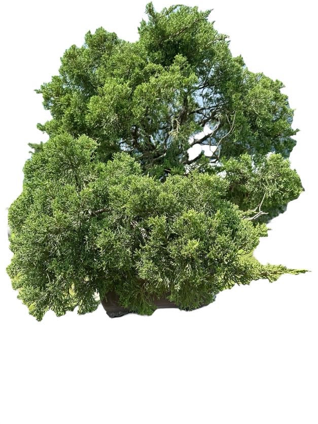 Parsons Juniper (Specimen) - Specimen Bonsai