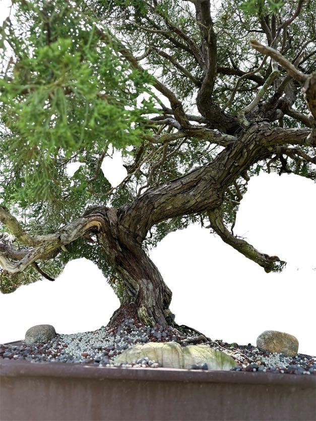 Parsons Juniper (Specimen) - Specimen Bonsai