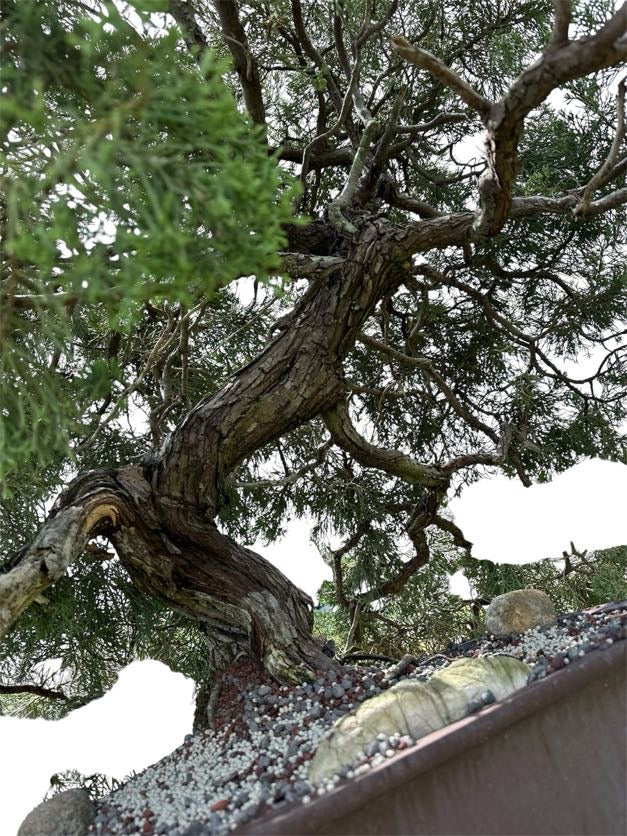 Parsons Juniper (Specimen) - Specimen Bonsai