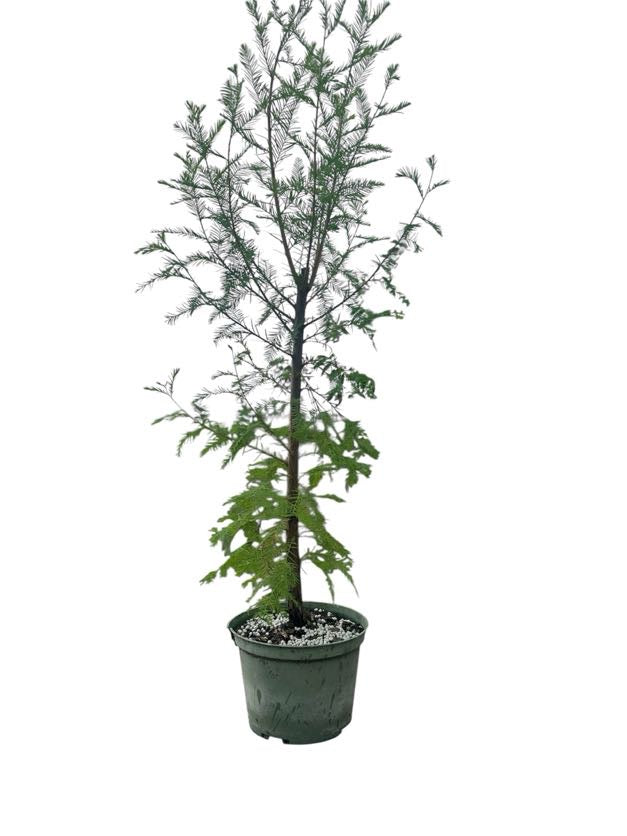 Bald Cypress - Pre Bonsai