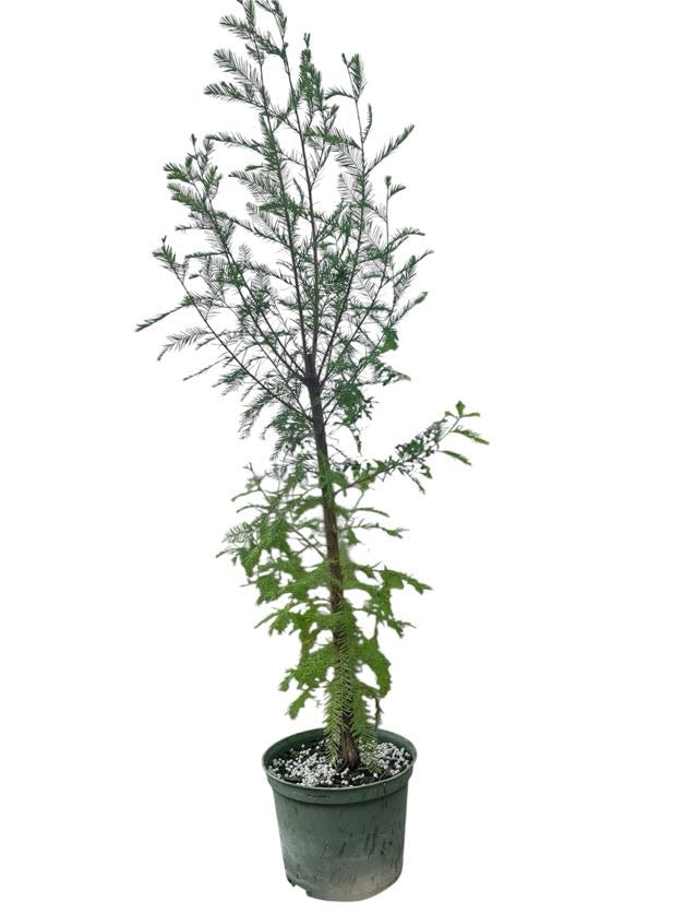 Bald Cypress - Pre Bonsai