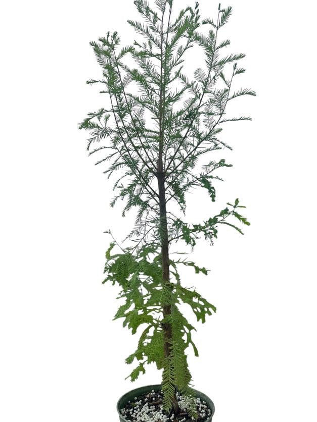 Bald Cypress - Pre Bonsai