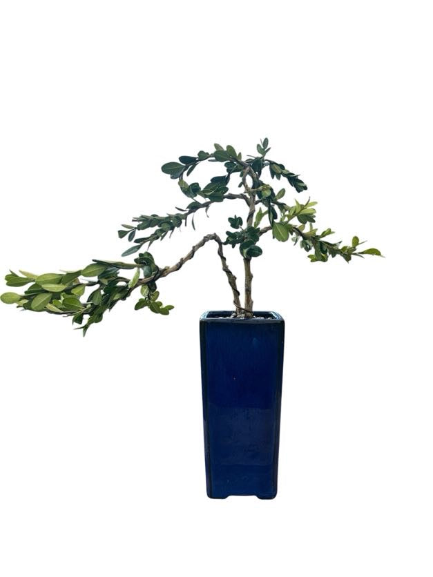 Styled Japanese Boxwood - Pre Bonsai