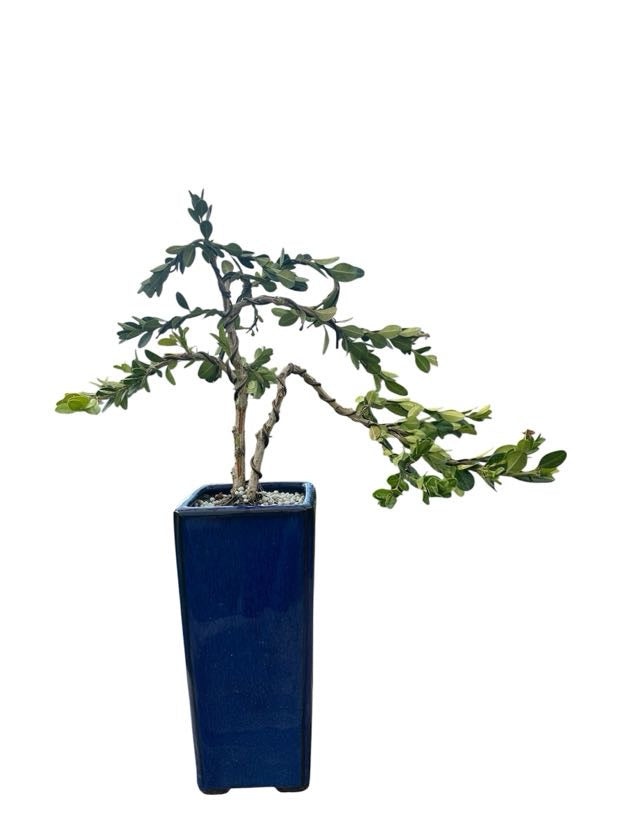 Styled Japanese Boxwood - Pre Bonsai