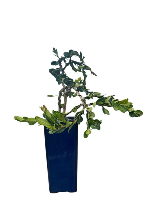 Styled Japanese Boxwood - Pre Bonsai