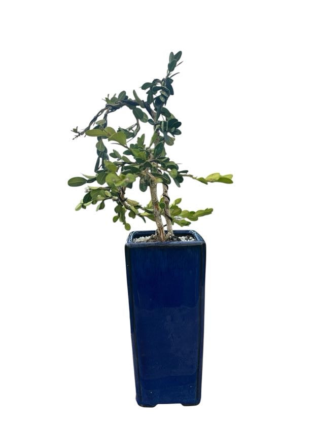 Styled Japanese Boxwood - Pre Bonsai