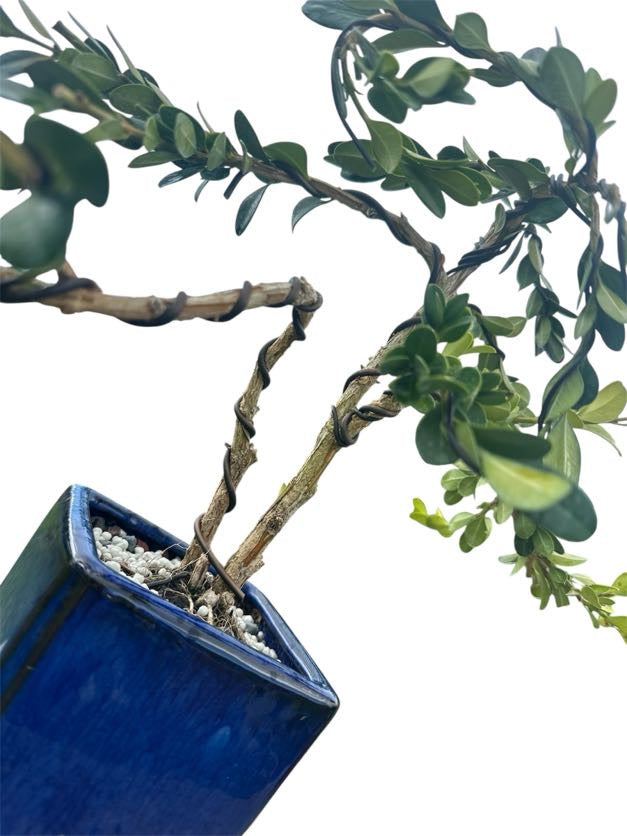Styled Japanese Boxwood - Pre Bonsai