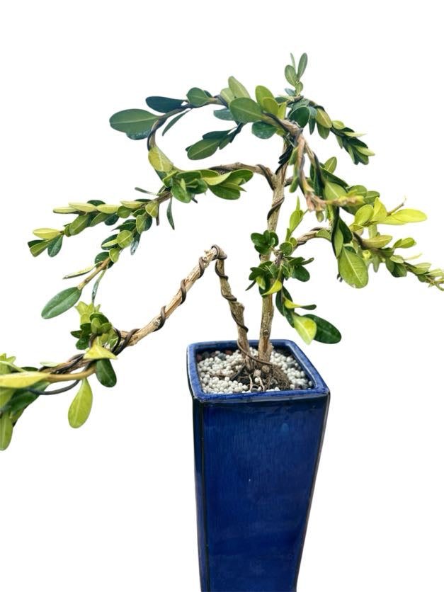 Styled Japanese Boxwood - Pre Bonsai