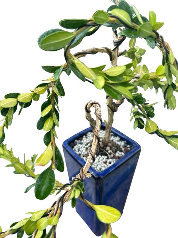 Styled Japanese Boxwood - Pre Bonsai