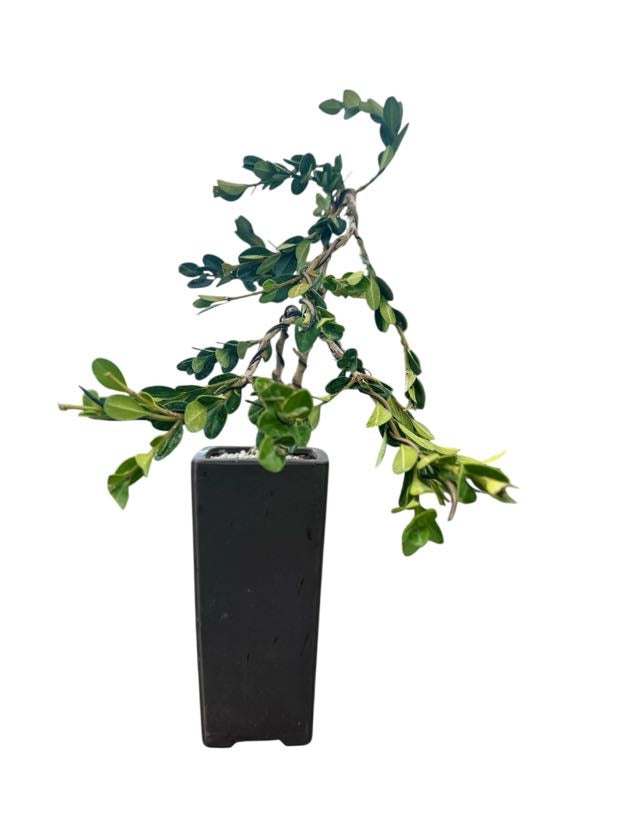 Styled Japanese Boxwood - Pre Bonsai