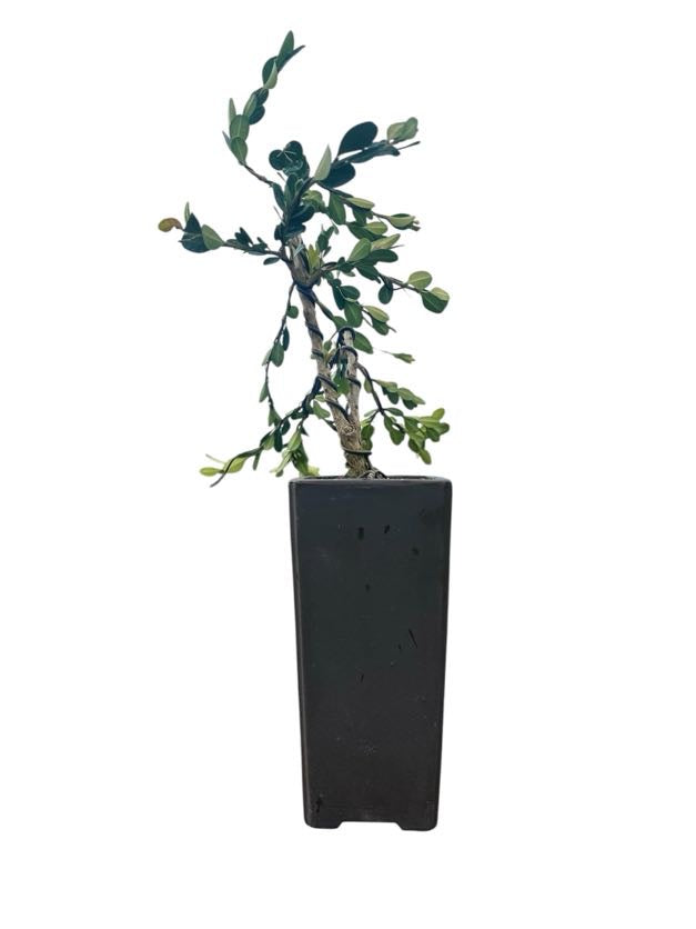 Styled Japanese Boxwood - Pre Bonsai