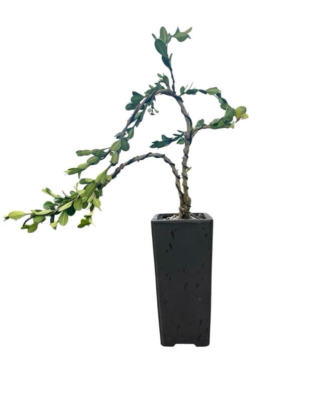 Styled Japanese Boxwood - Pre Bonsai
