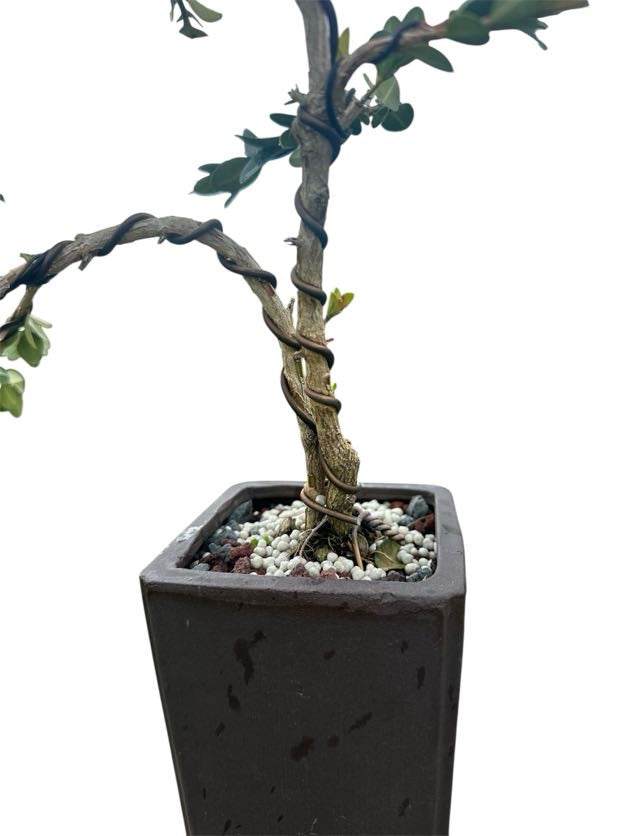 Styled Japanese Boxwood - Pre Bonsai