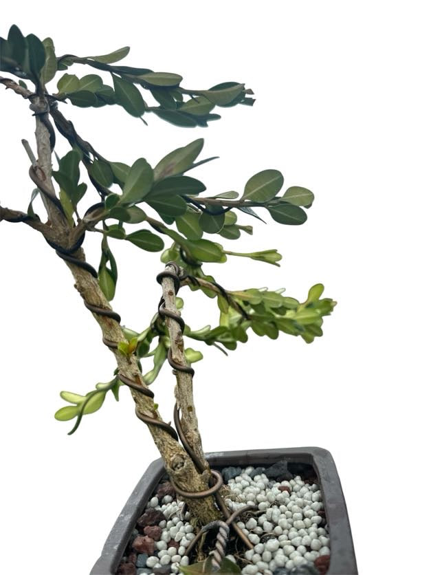 Styled Japanese Boxwood - Pre Bonsai