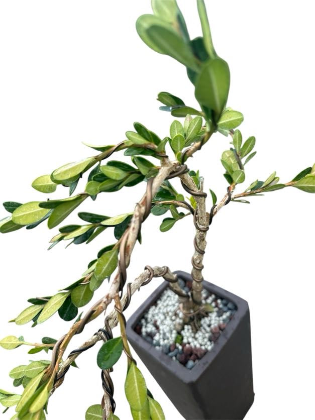 Styled Japanese Boxwood - Pre Bonsai