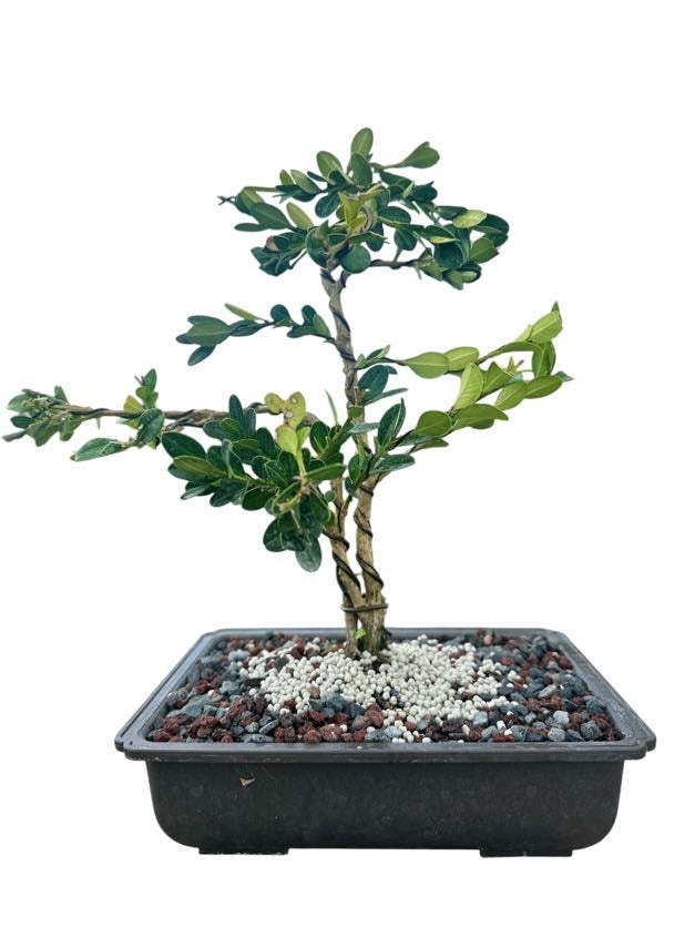 Styled Japanese Boxwood - Pre Bonsai