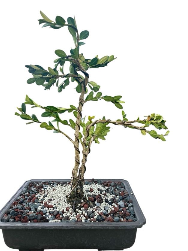 Styled Japanese Boxwood - Pre Bonsai