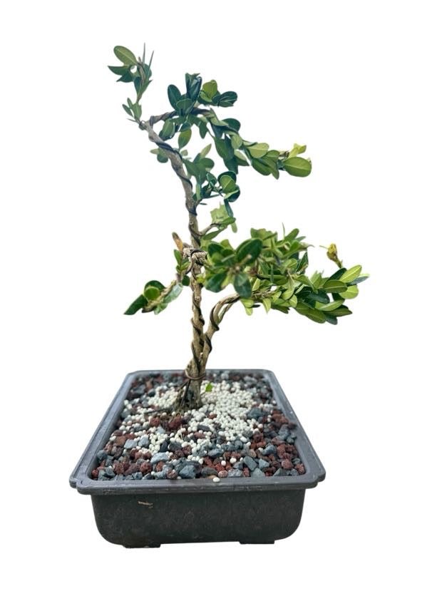 Styled Japanese Boxwood - Pre Bonsai