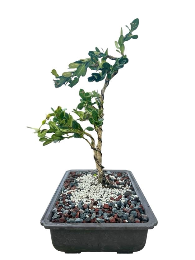 Styled Japanese Boxwood - Pre Bonsai
