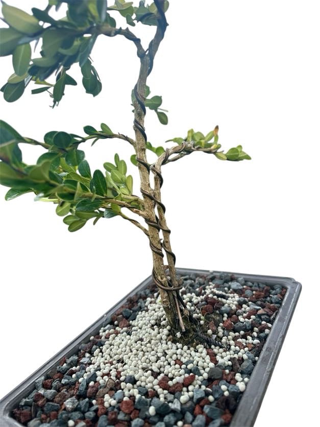 Styled Japanese Boxwood - Pre Bonsai
