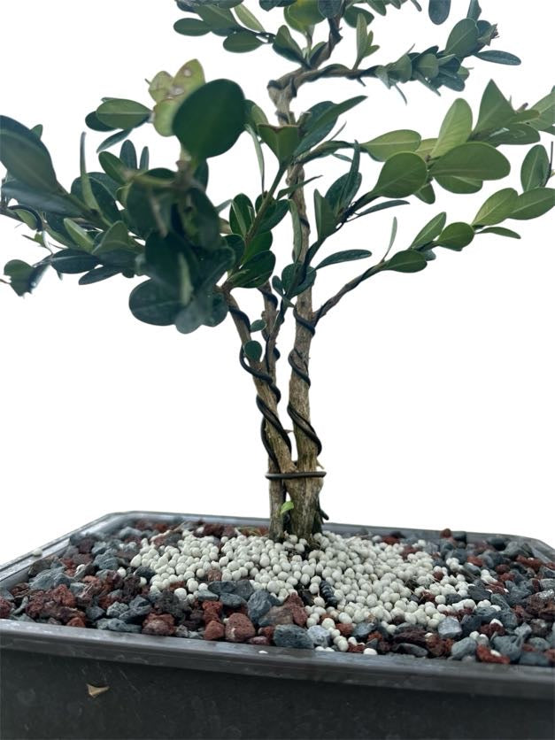 Styled Japanese Boxwood - Pre Bonsai