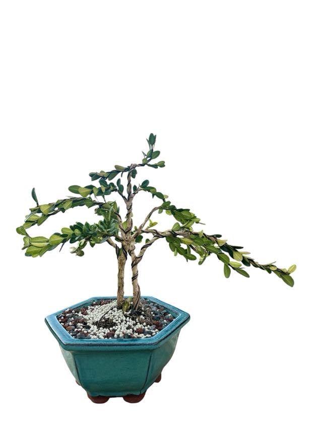 Styled Japanese Boxwood — Green Hexagon Pot