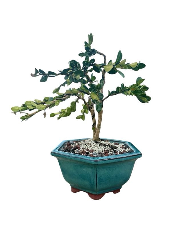 Styled Japanese Boxwood — Green Hexagon Pot