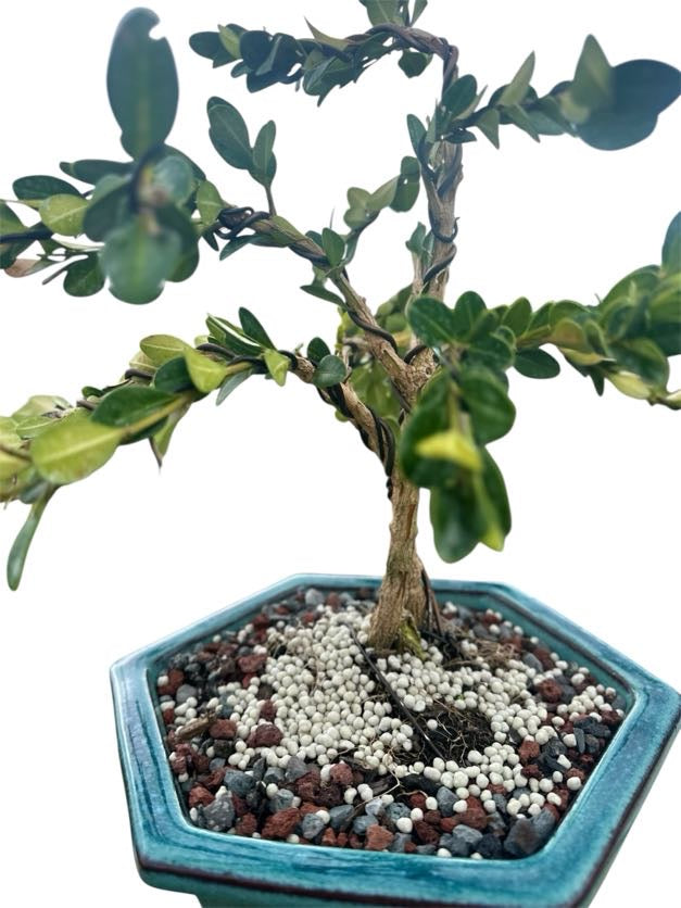 Styled Japanese Boxwood — Green Hexagon Pot