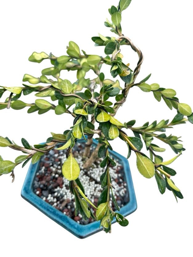 Styled Japanese Boxwood — Green Hexagon Pot