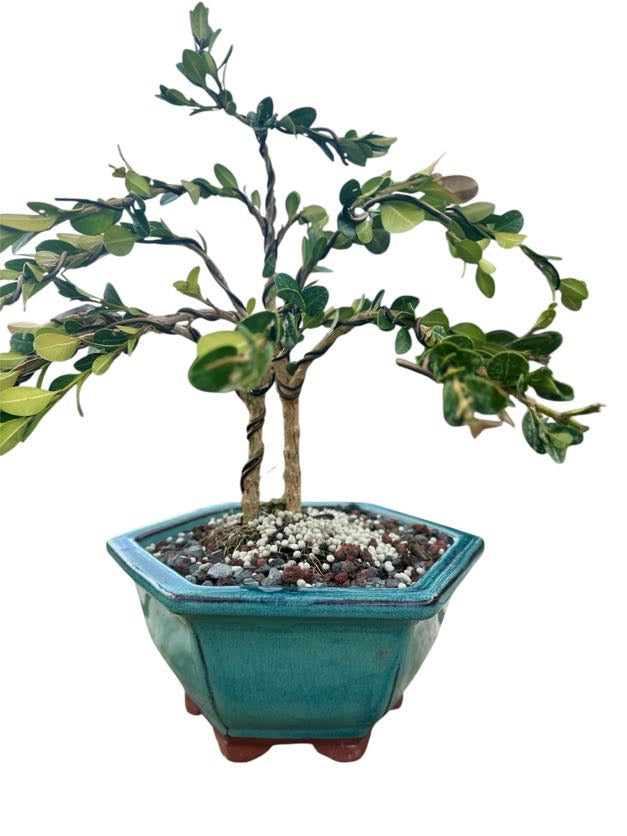 Styled Japanese Boxwood — Green Hexagon Pot