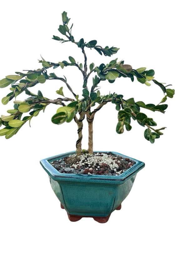 Styled Japanese Boxwood — Green Hexagon Pot