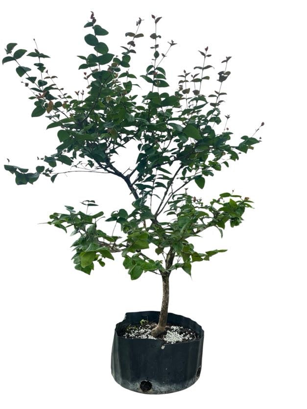 Suriname Cherry - Pre Bonsai