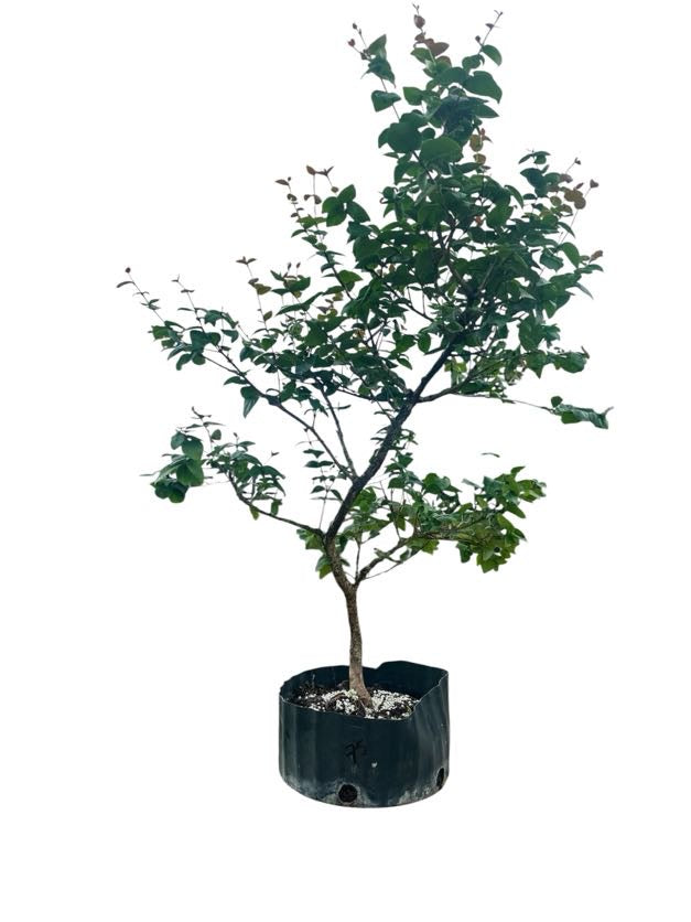 Suriname Cherry - Pre Bonsai