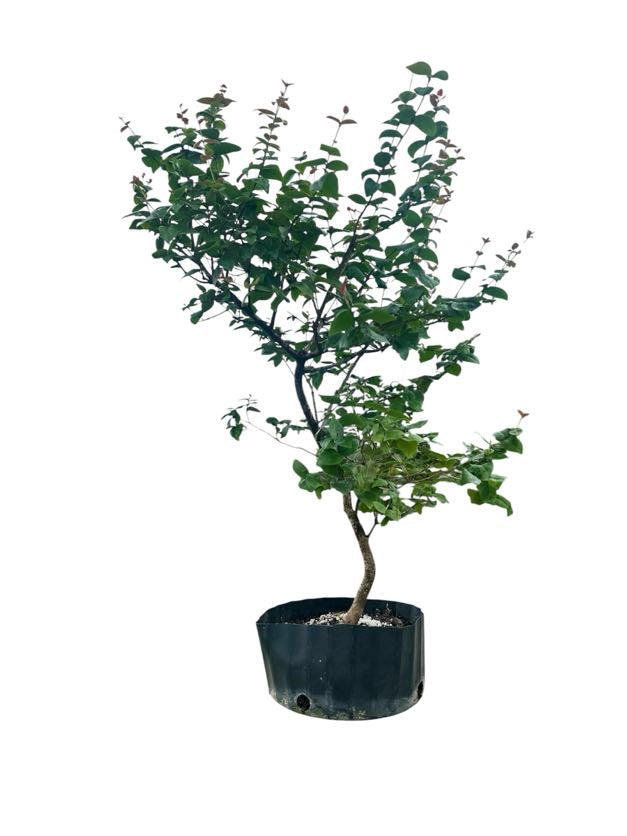 Suriname Cherry - Pre Bonsai