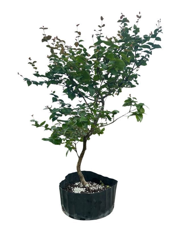 Suriname Cherry - Pre Bonsai