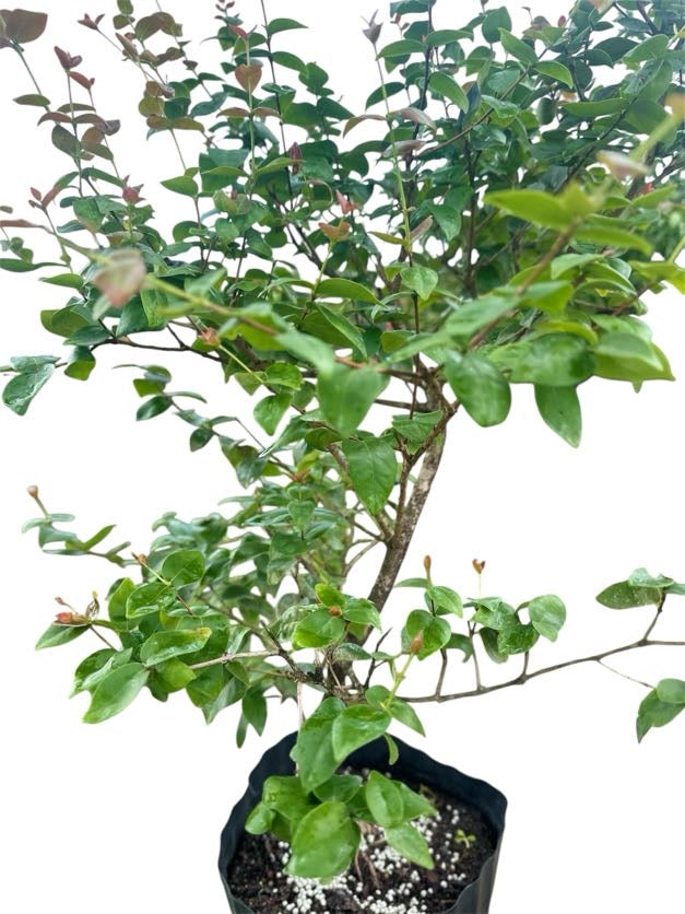 Suriname Cherry - Pre Bonsai