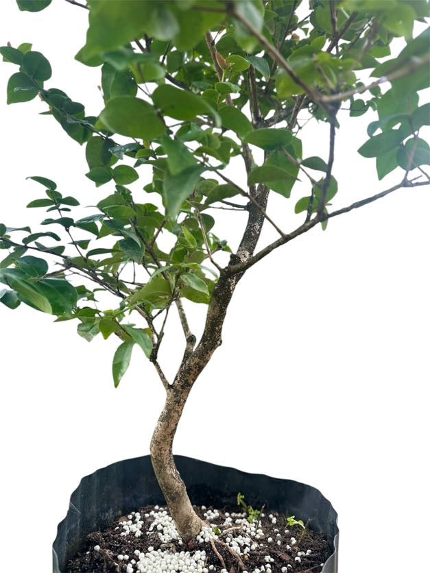 Suriname Cherry - Pre Bonsai