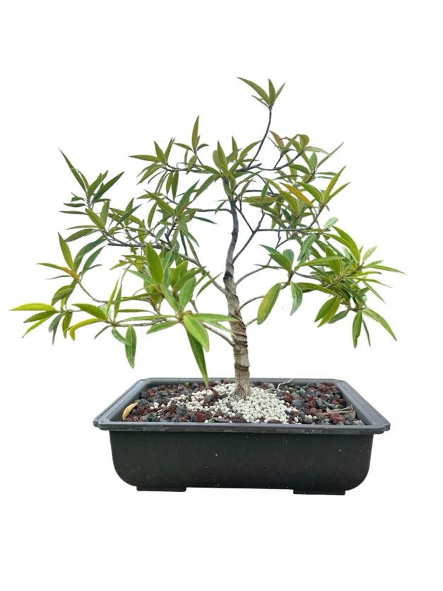 Styled Willow Leaf Ficus - Pre Bonsai