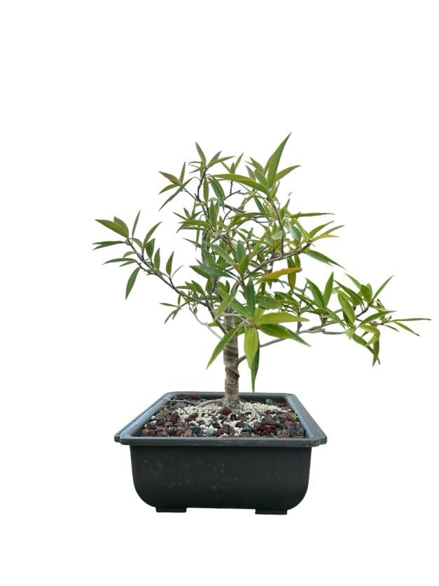 Styled Willow Leaf Ficus - Pre Bonsai