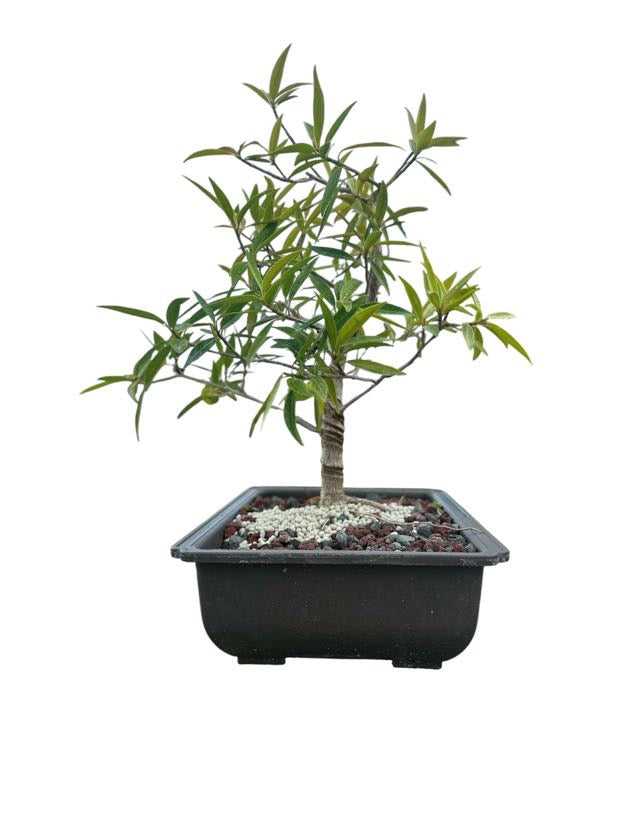 Styled Willow Leaf Ficus - Pre Bonsai