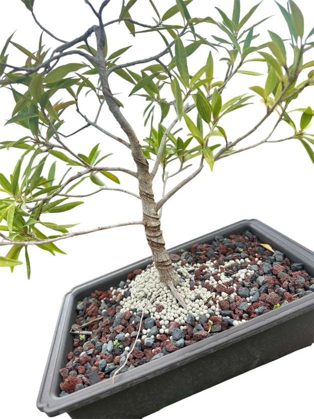 Styled Willow Leaf Ficus - Pre Bonsai