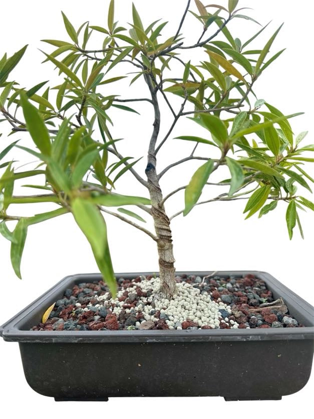 Styled Willow Leaf Ficus - Pre Bonsai