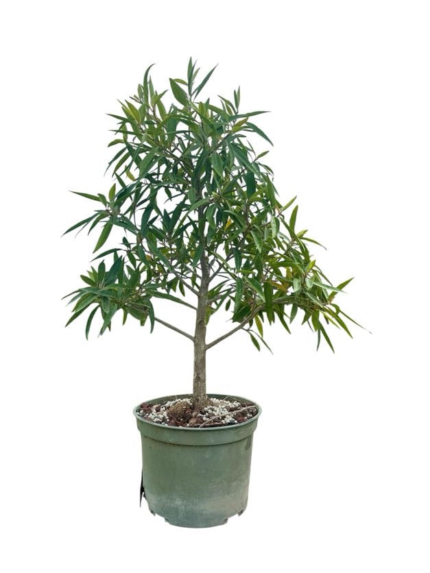 Willow Leaf Ficus - Pre Bonsai